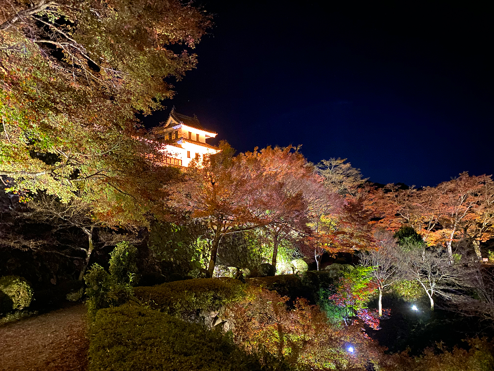 もみじ庭園ライトアップは11月10日(金)から始まります!! - 郡上八幡城